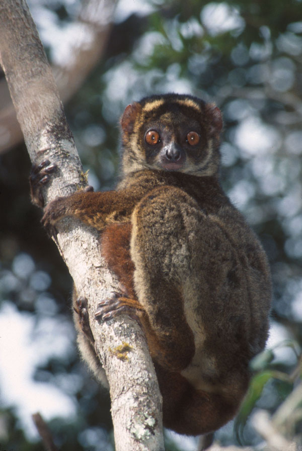 Woolly lemur